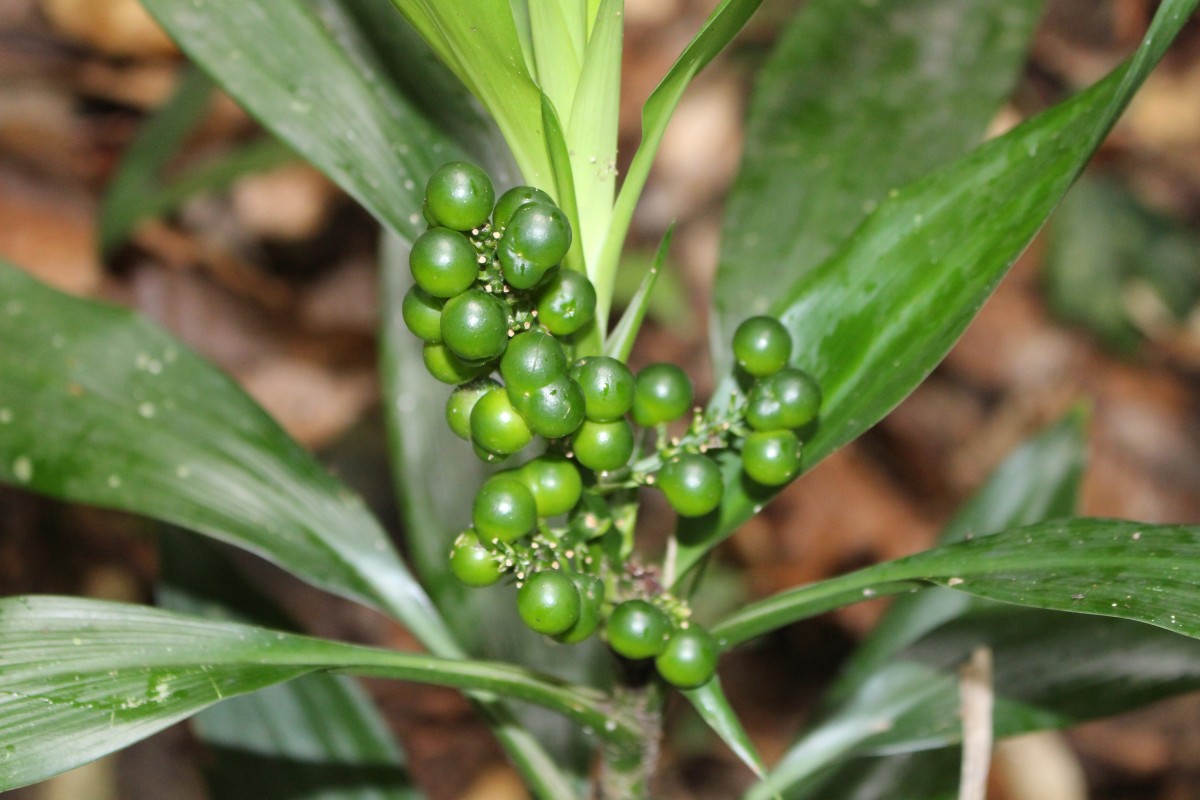 Dracaena thwaitesii Regel